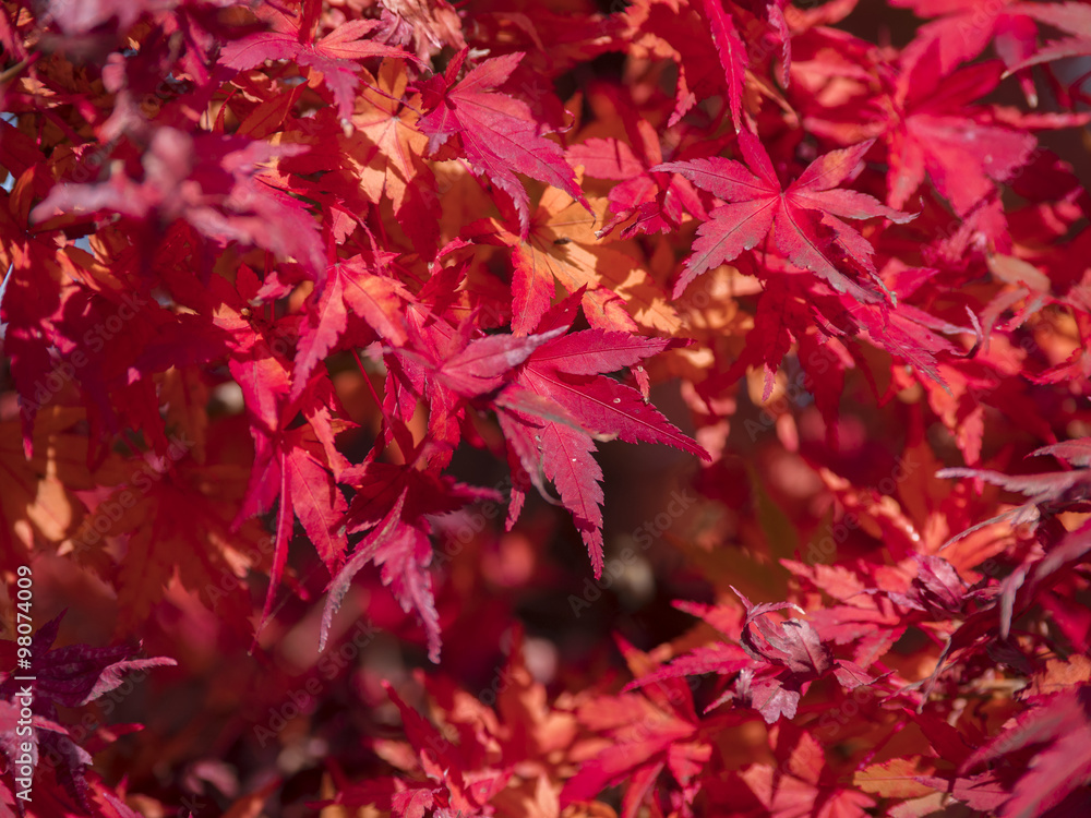 Beautiful Colorful Autumn Leaves Beautiful Colorful Autumn Leaves