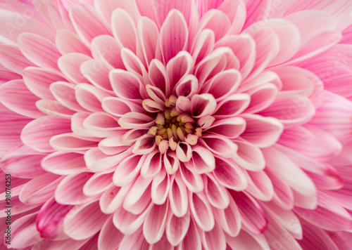Fotografia, Obraz chrysanthemum flower close-up