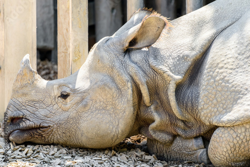 Rhinoceros With Horn Resting Head Portrait