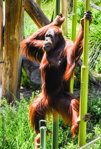 Monkeys in the zoo of Melbourne