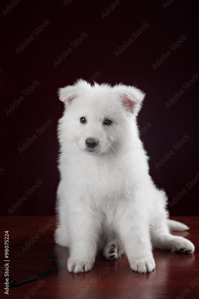 White swiss shepherd puppy White swiss shepherd puppy