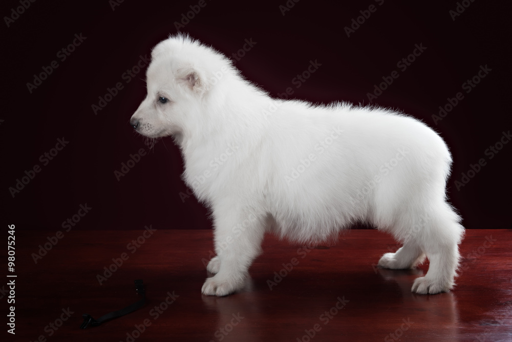 White swiss shepherd puppy