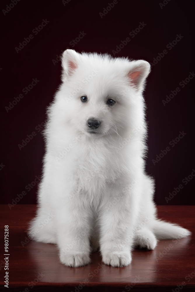 Fototapeta premium White swiss shepherd puppy