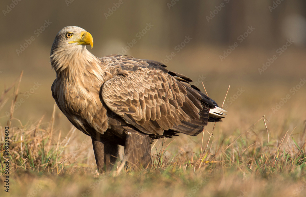 White tailed eagle (Haliaeetus albicilla) White tailed eagle (Haliaeetus albicilla)