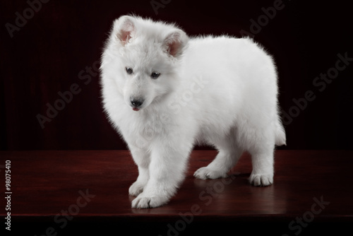 White swiss shepherd puppy