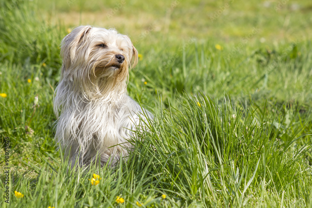 yorkshire terrier in the garden yorkshire terrier in the garden