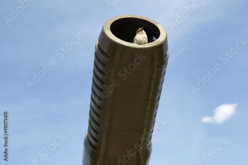 Sparrow in the barrel of the gun. Pax.