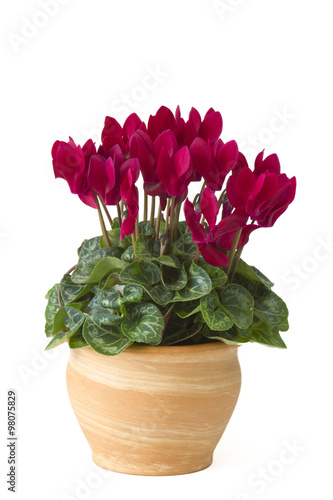 cyclamen persicum in a flower pot photo