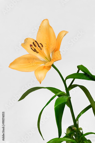 Yellow lily on isolated background
