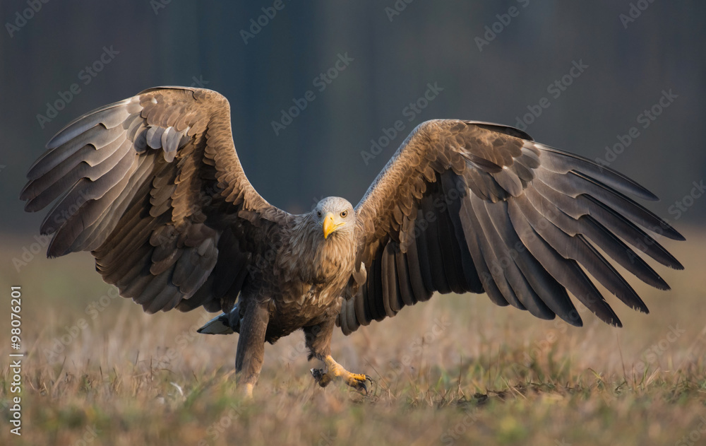 White tailed eagle (Haliaeetus albicilla) White tailed eagle (Haliaeetus albicilla)