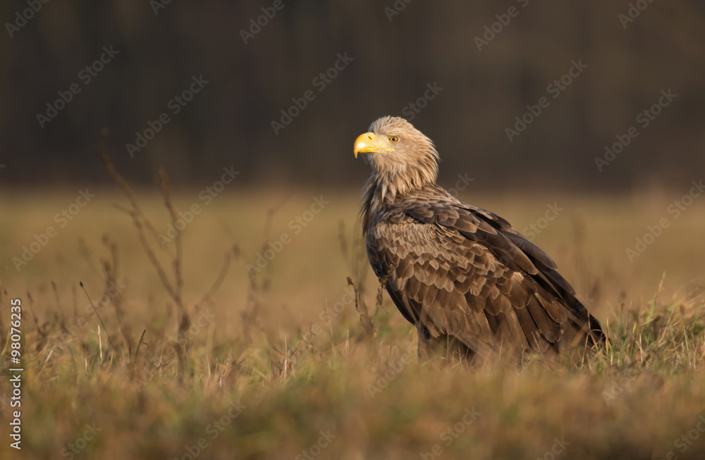 Fototapeta premium White tailed eagle (Haliaeetus albicilla)