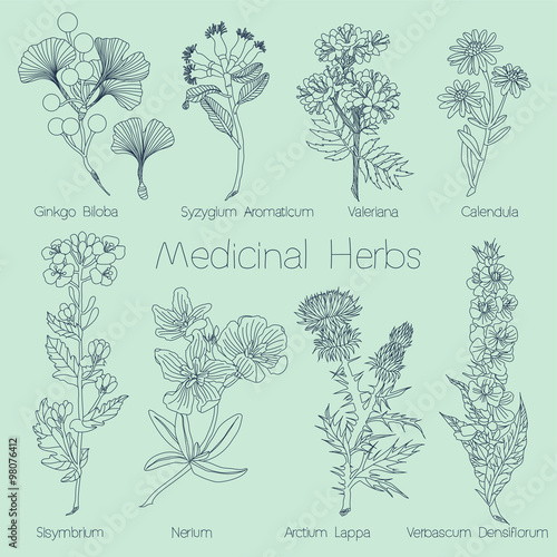 Set of Medical Herbs