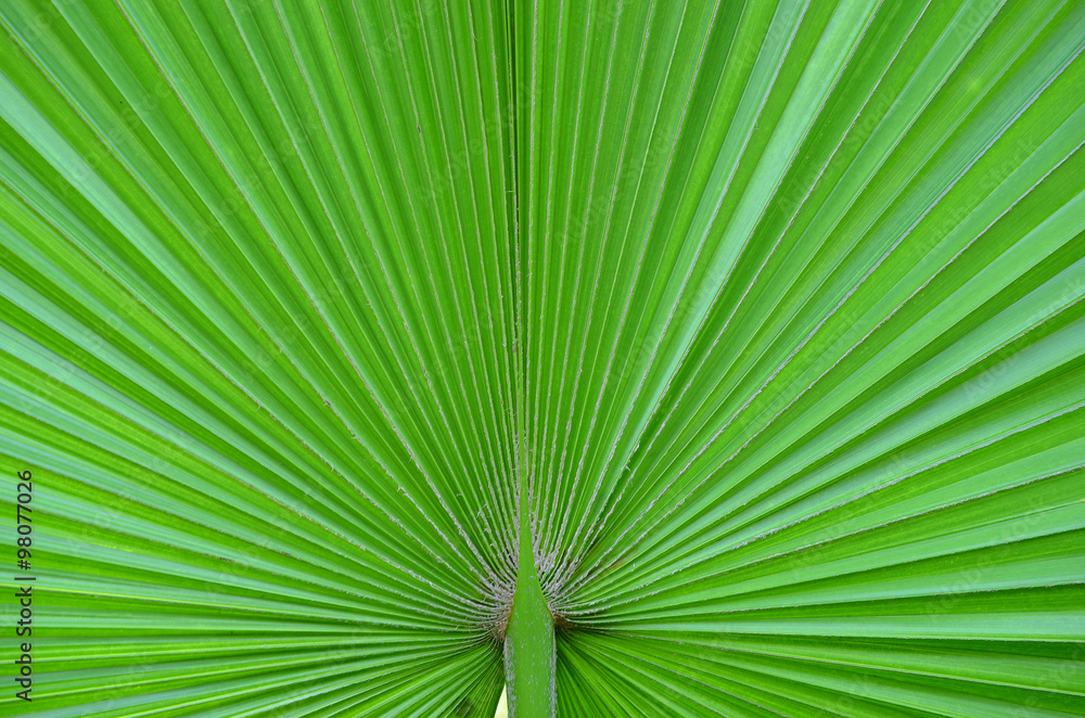 Fototapeta premium Lines and textures of Green Palm leaves
