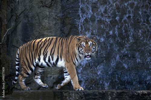 Bengal Tiger walking in front of the waterfall