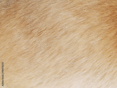 Dog fur textures