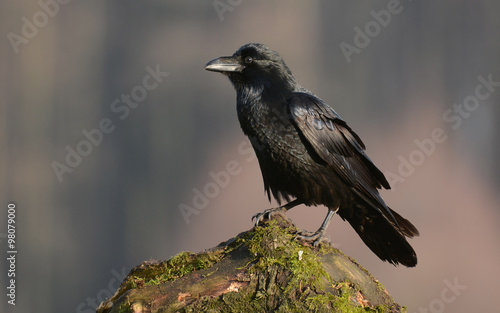 Raven (Corvus corax) photo