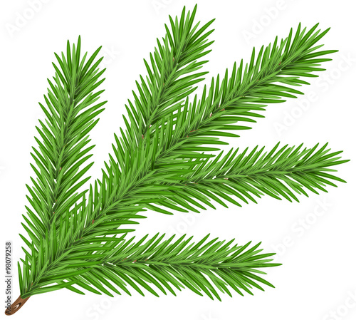 Green lush spruce branch. Fir branch