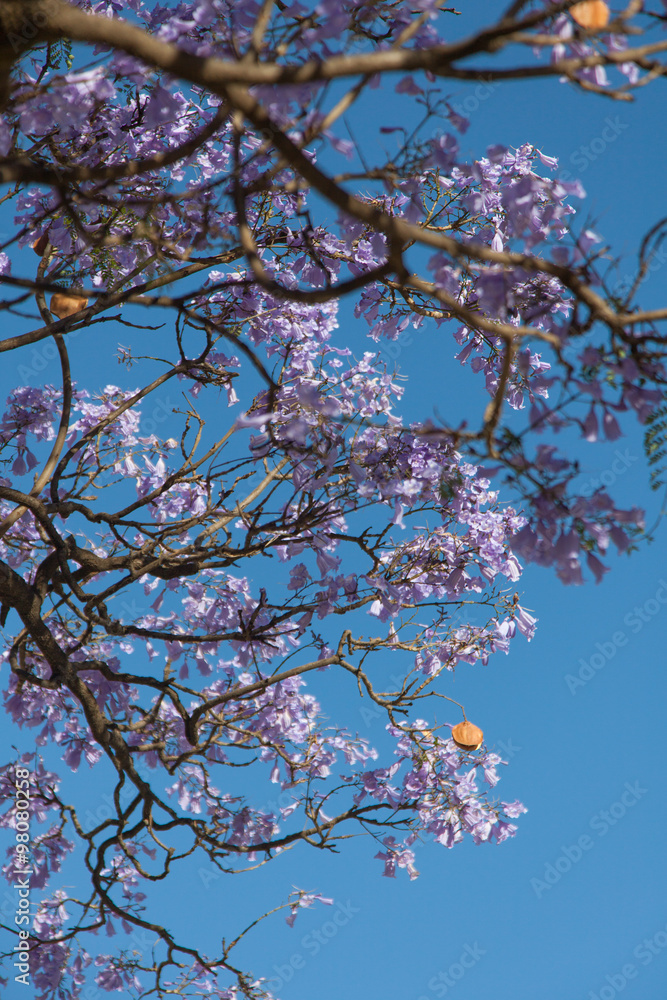 Fototapeta premium Jacaranda tree in Ethiopia