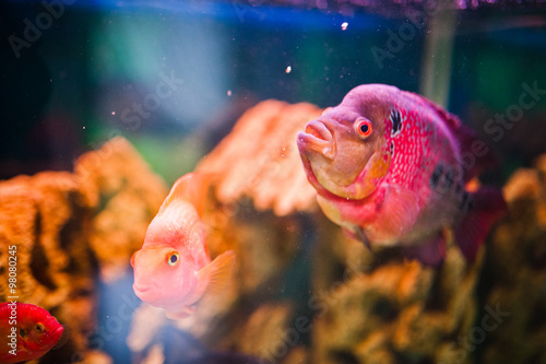 Funny aquarium fish with bubbles