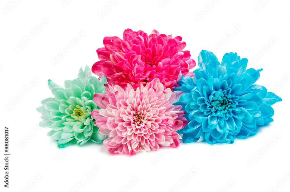 beautiful autumn chrysanthemum flowers beautiful autumn chrysanthemum flowers
