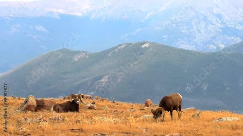 Couple Bighorn Rams Grazing in the Rocky Mountains Colorado