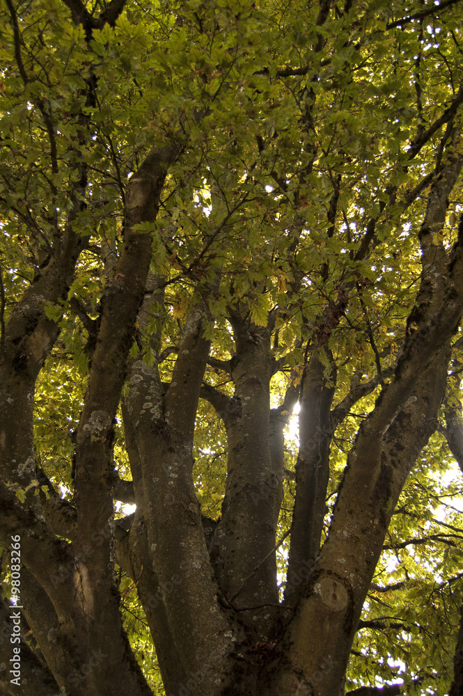 Fototapeta premium Arbre
