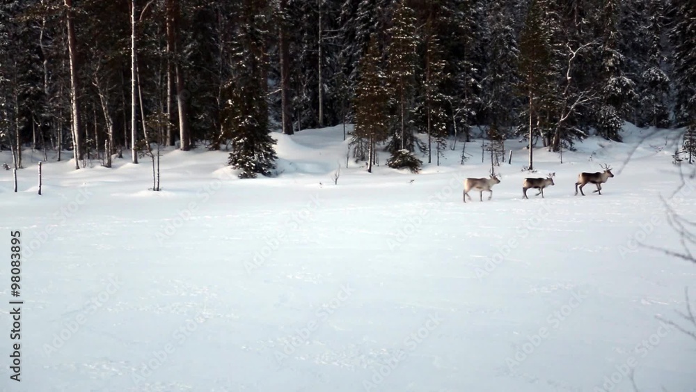 three reindeer run across frozen lake in snowy forest three reindeer run across frozen lake in snowy forest