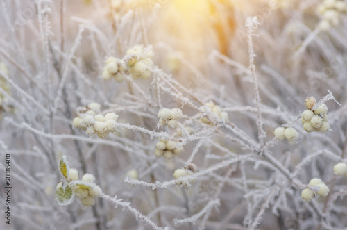 Hoarfrost on the bushes and berries of snowberry