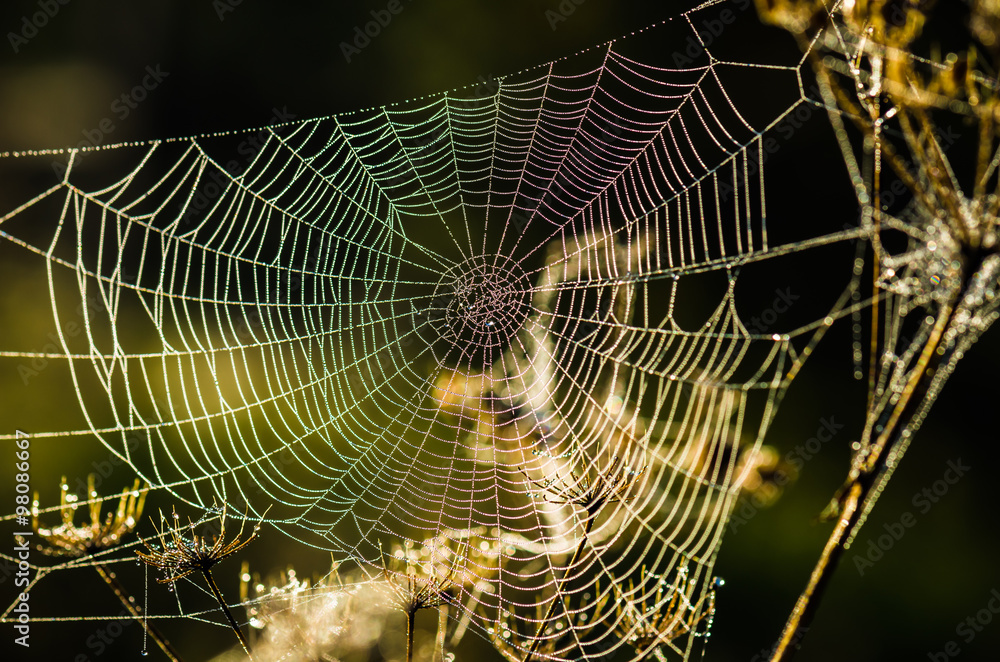 Naklejka premium Drops of dew on a web shined by morning light