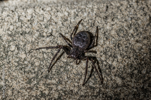 Araignée noire Amaurobius Ferox