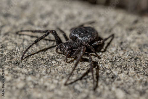 Araignée noire Amaurobius Ferox © Gerald Villena