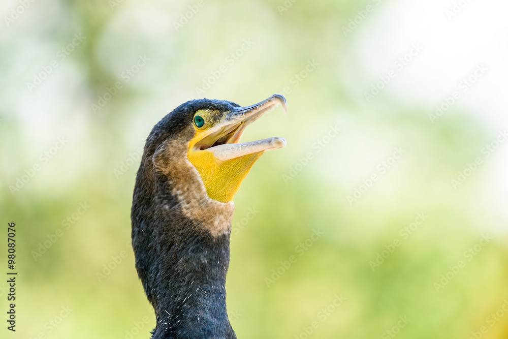 Fototapeta premium Black Cormorant Sea Bird Portrait