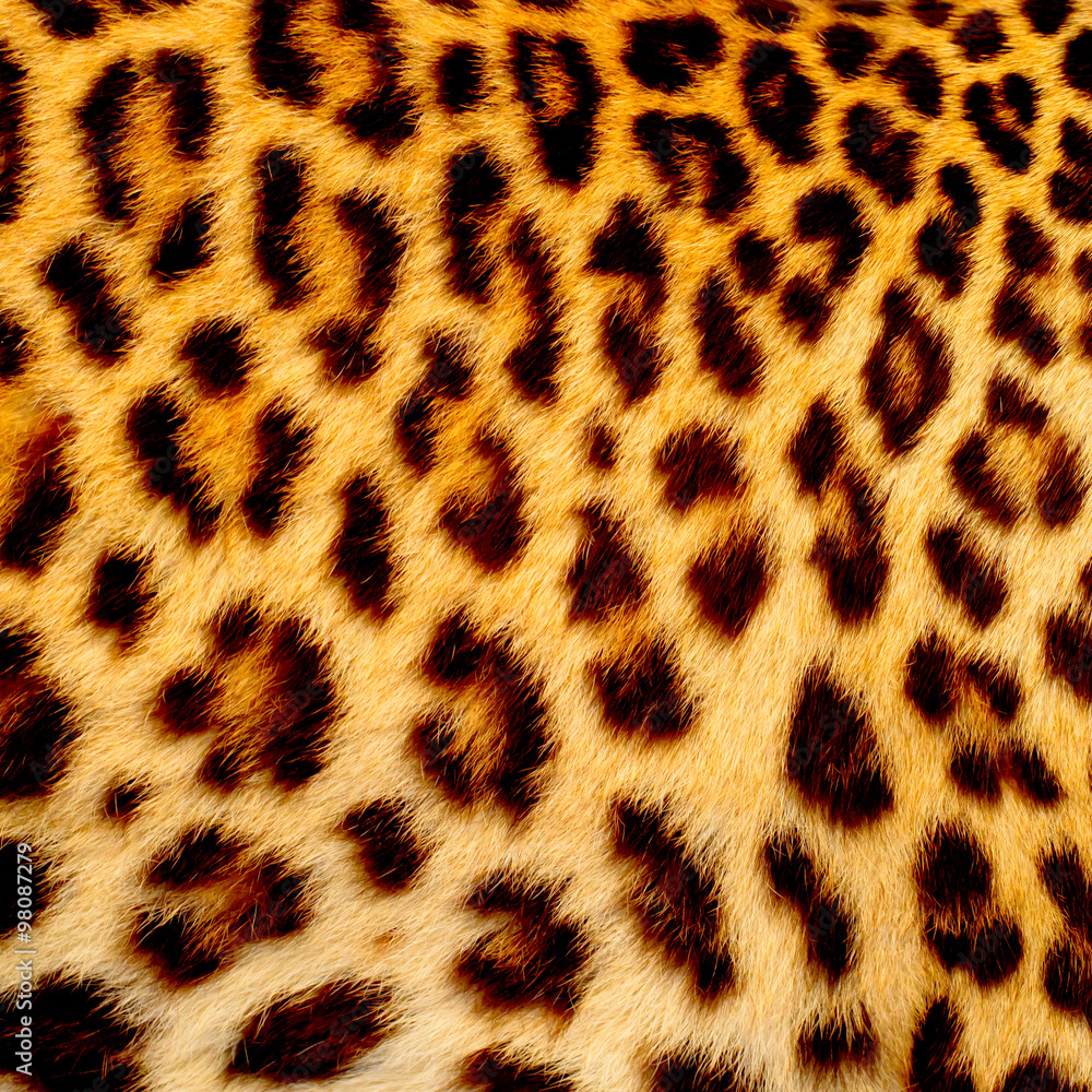 Fototapeta premium Real jaguar skin