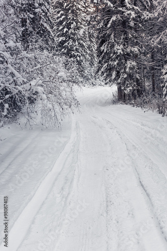 Winter forest road © tiplyashina