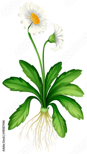 White daisy with roots