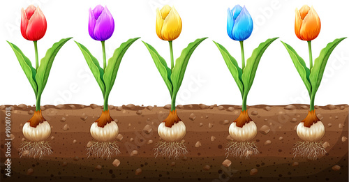 Tulips in different colors