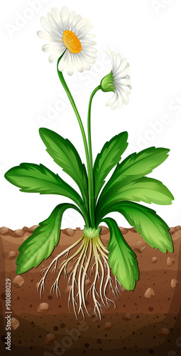 White daisy planting under the ground