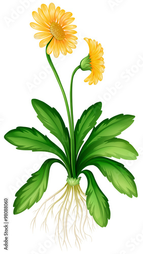 Yellow daisy with roots