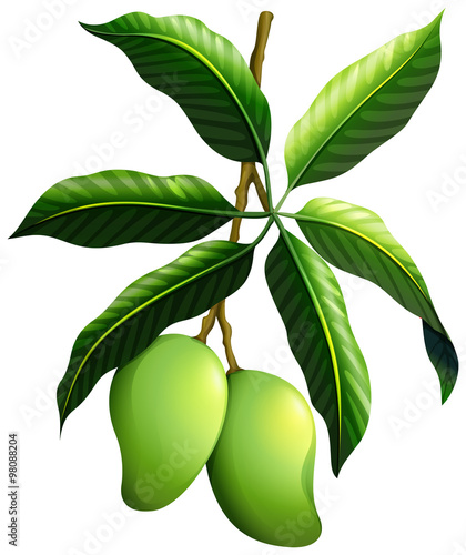 Fresh mango on the branch