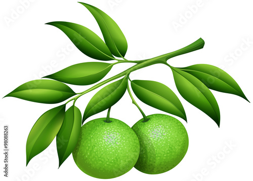 Fresh limes on the branch