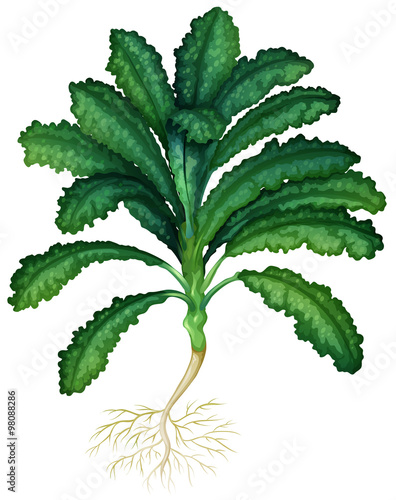 Fresh kale with roots