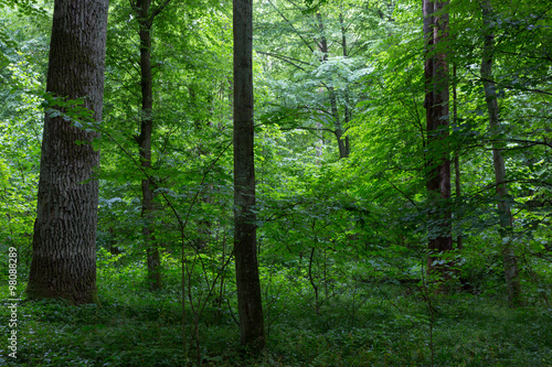 Natural deciduous stand of Bialowieza Forest