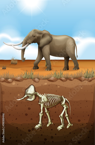 Elephant on the ground and fossil underground