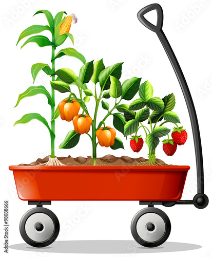 Fresh vegetables and fruits in the cart