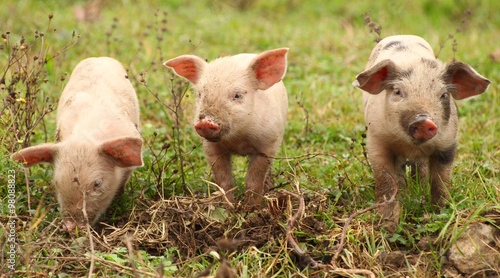 Three funny piglets © Simun Ascic