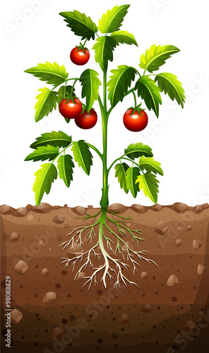 Tomatoes on the tree