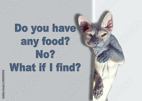 Funny and bald Sphynx cat, food requests.