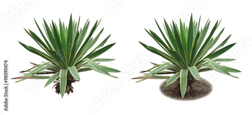 Yucca/Two isolated images of an evergreen plant: with ground and without ground.