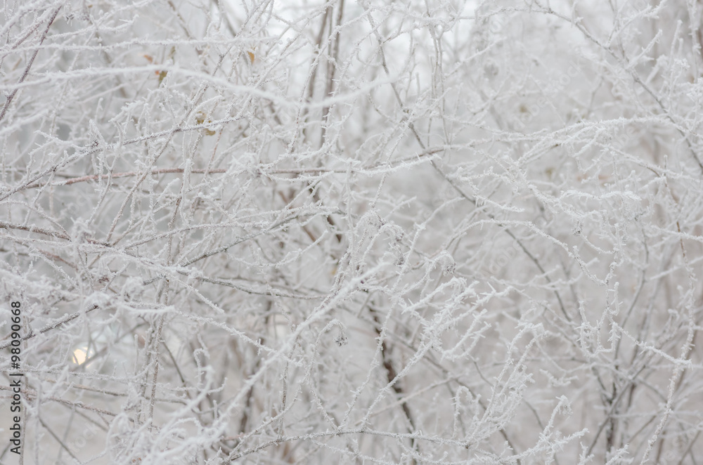 White wintry hoarfrost background White wintry hoarfrost background