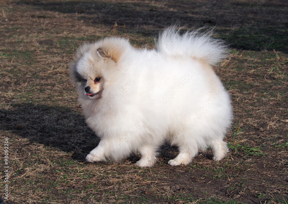 Beautiful Pomeranian, Dwarf Spitz on a natural background